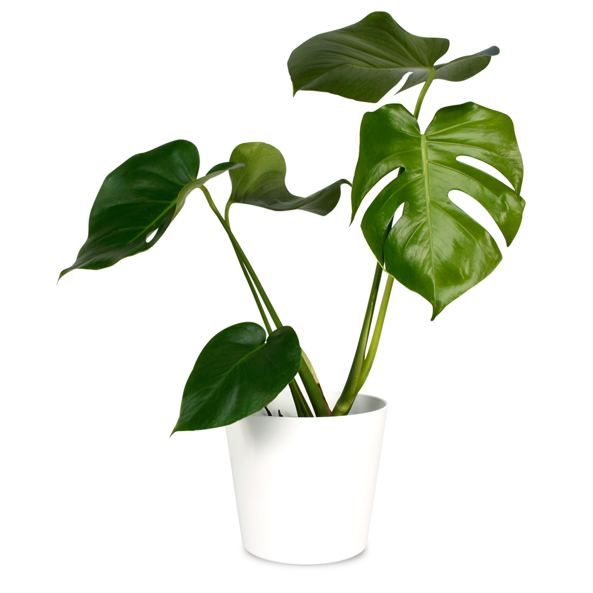 монстера мужегон. монстера (monstera). монстера аддисона. цветы в горшках зеленые листья. цветы в горшках зеленые листья.