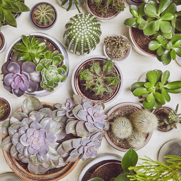 Terriccio Per Cactus E Piante Grasse - 2.5L, Biologico, Con Nutrienti - Foto 12