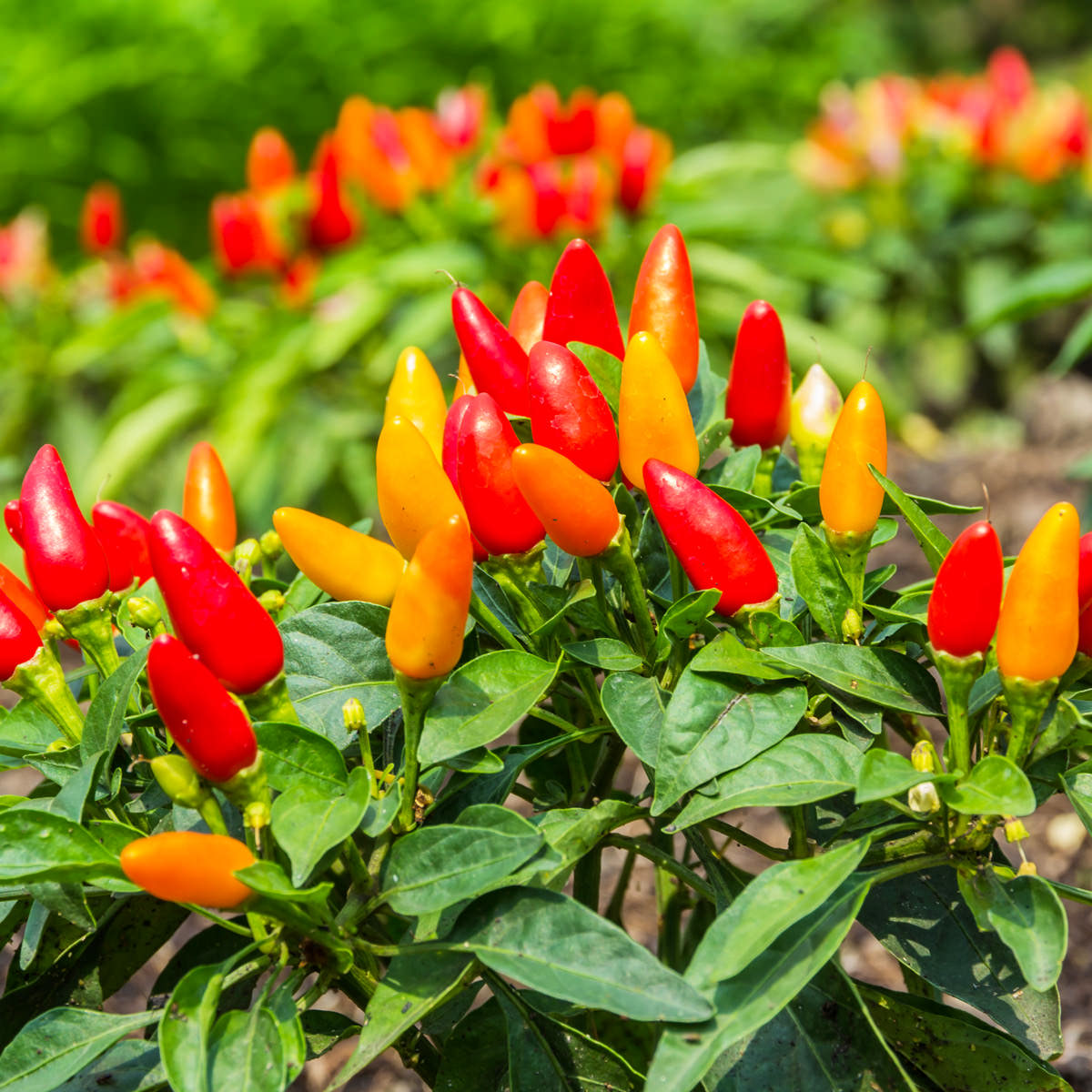 Peperoncino Tutto Sulla Coltivazione E La Cura Di Questa Piccante Pianta