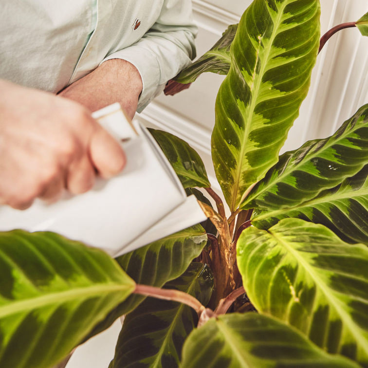 Terriccio Jungle Fever Per Piante Verdi E Bonsai - 12 Litri, Bio, Per Interni E Rinvasi - Foto 8