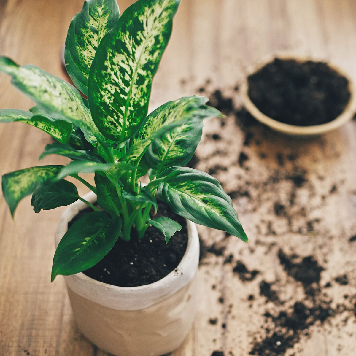 Terriccio Jungle Fever Per Piante Verdi E Bonsai - 12 Litri, Bio, Per Interni E Rinvasi - Foto 9