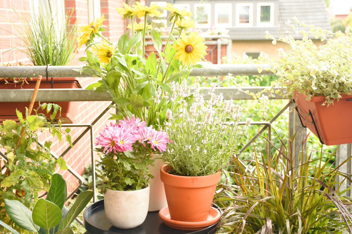 curare piante da balcone