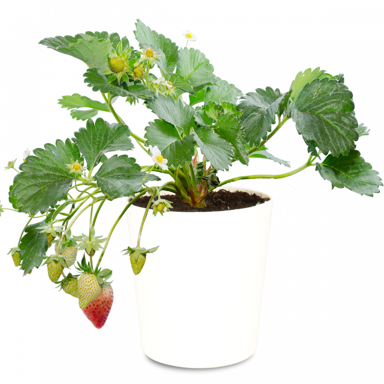 10 Migliori Fragola Rifiorente In Italia