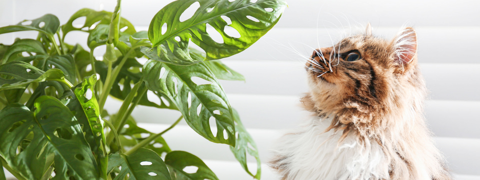 Piante d'appartamento innocue per gatti e cani » undergreen.it