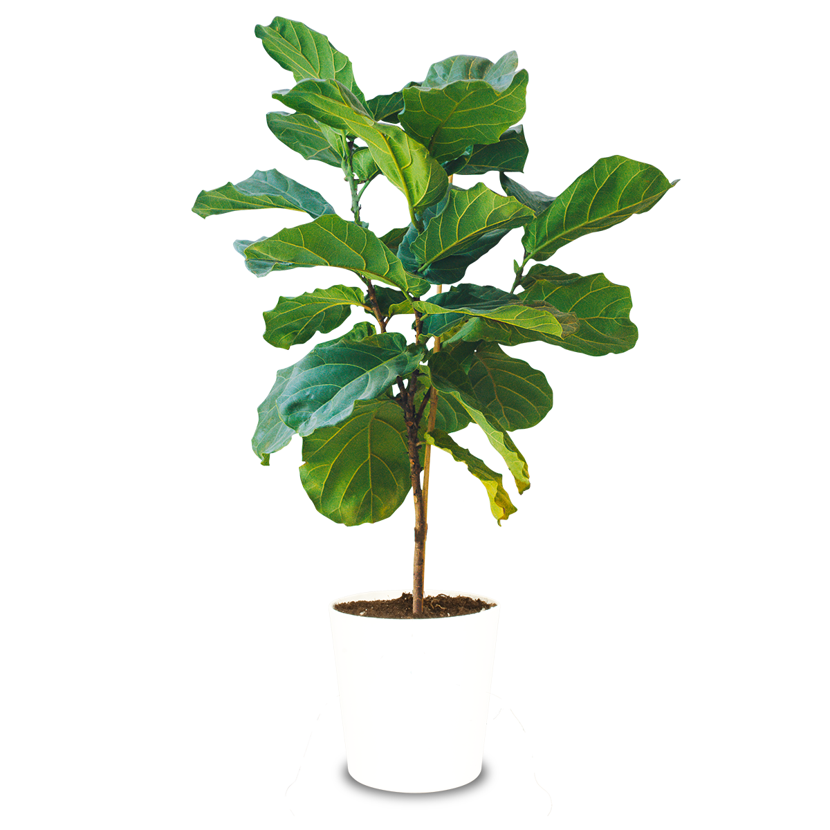 Ficus lyrata: tutti i consigli per cura e manutenzione » Vendita