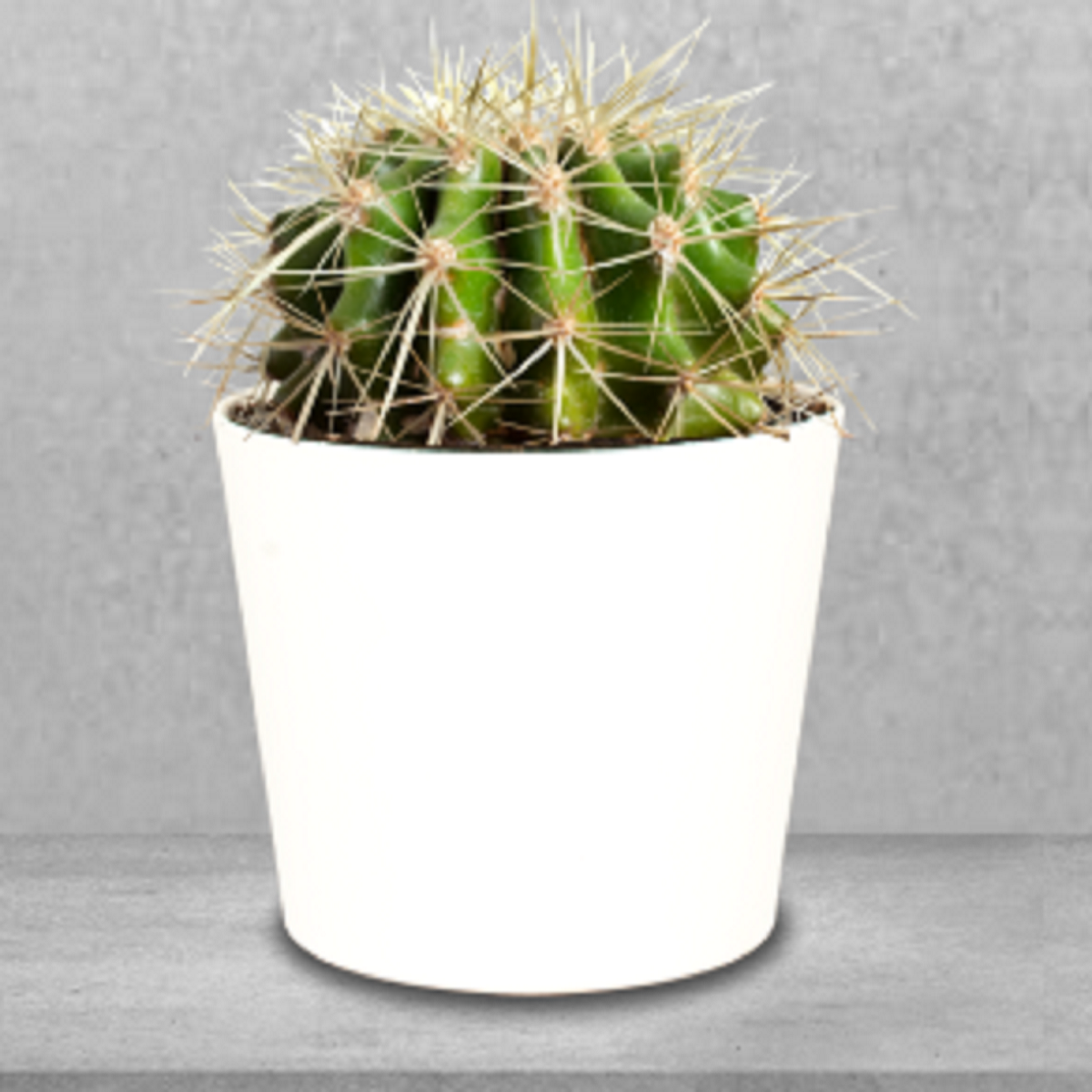 Marhynchus Cuscino Di Supporto Lombare Pieghevole Con Stampa Di